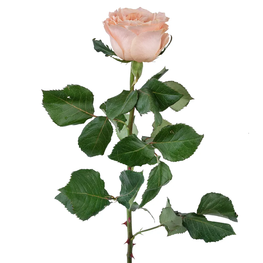Роза садовая персиковая Принцесс Краун 60 см (03015)