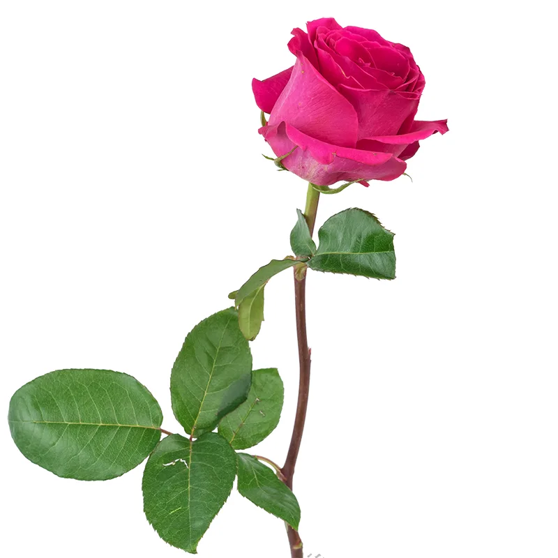Роза малиновая Пинк Флойд (00008)