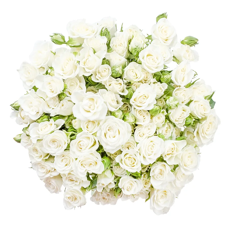 Букет из 21 белой кустовой розы Сноуфлейк (02125)