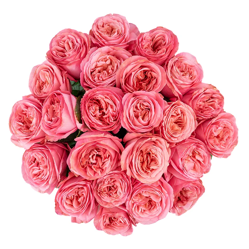 Букет из 23 ярко-розовых пионовидных роз Пинк Экспрешн (01323)