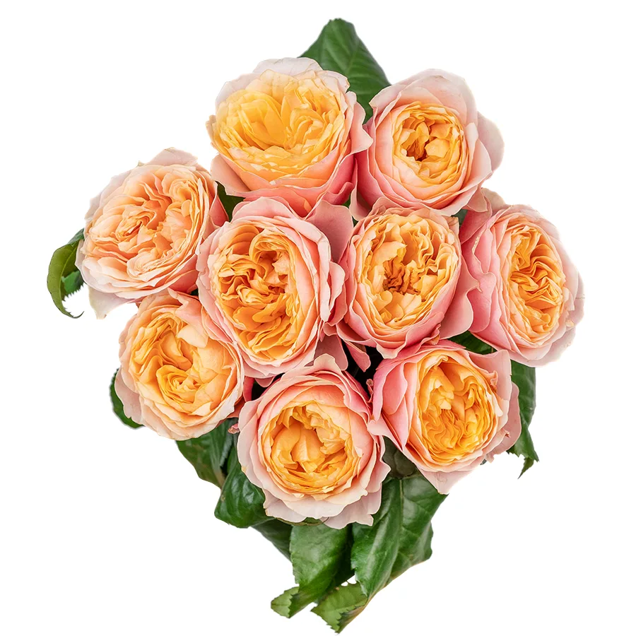 Букет из 9 персиковых пионовидных роз Вувузела (02583)