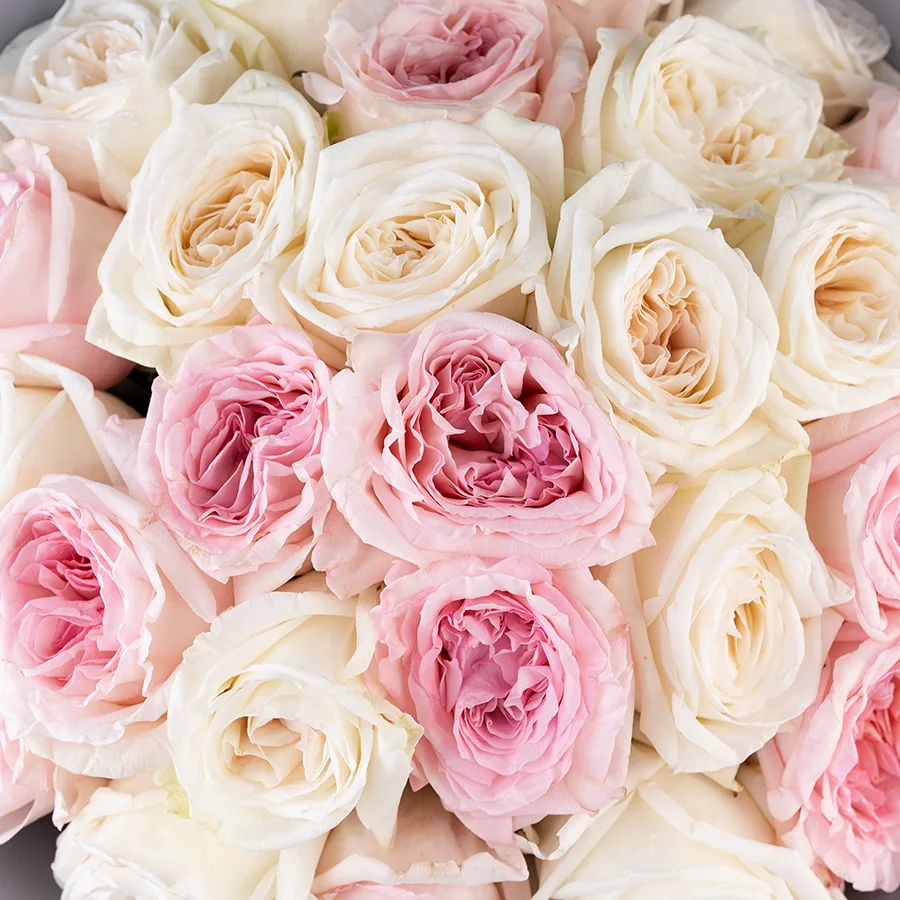 Букет из 27 ароматных белых и розовых садовых роз Вайт и Пинк О’Хара (02801)