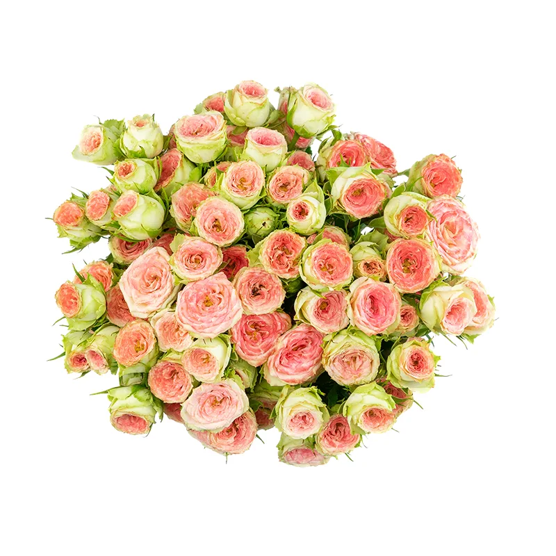 Букет из 13 розово-салатовых кустовых роз Папарацци! (01711)