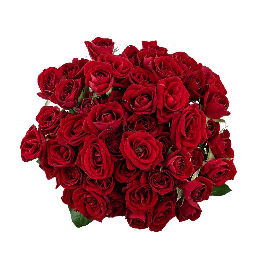 Букет из 15 бордовых кустовых роз Доминика (03081)