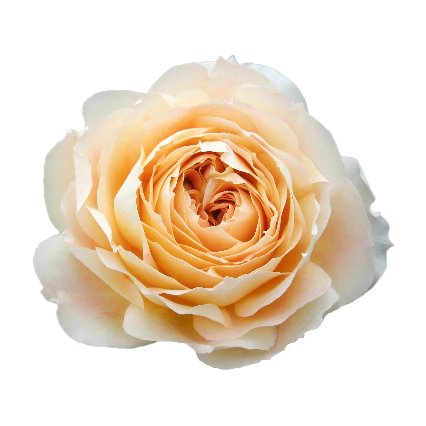 Роза садовая кремовая Карамель Антик (00226)
