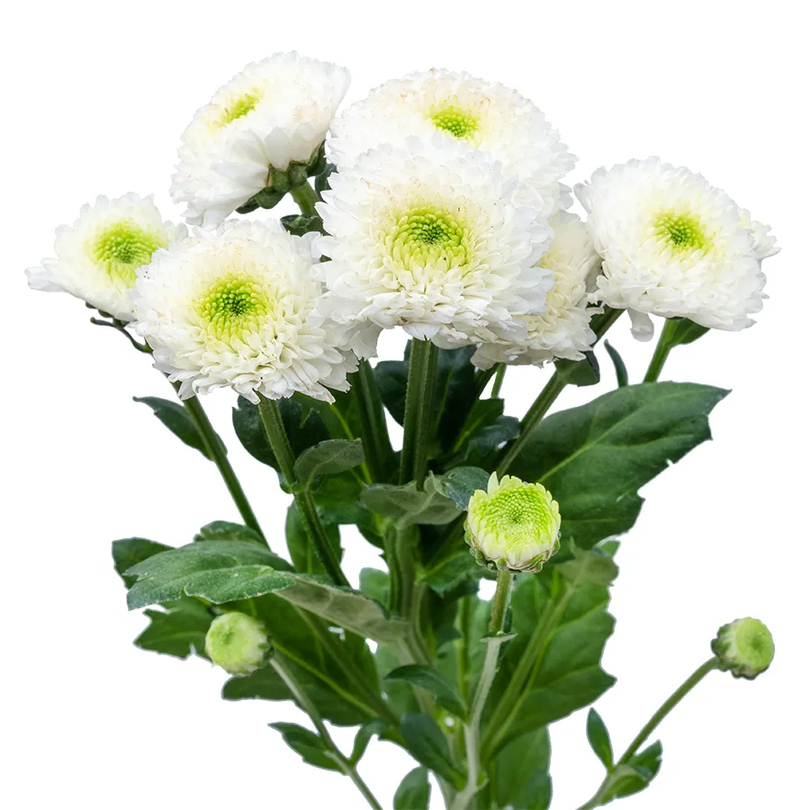 Хризантема кустовая белая Сантини Маверик Вайт (02630)