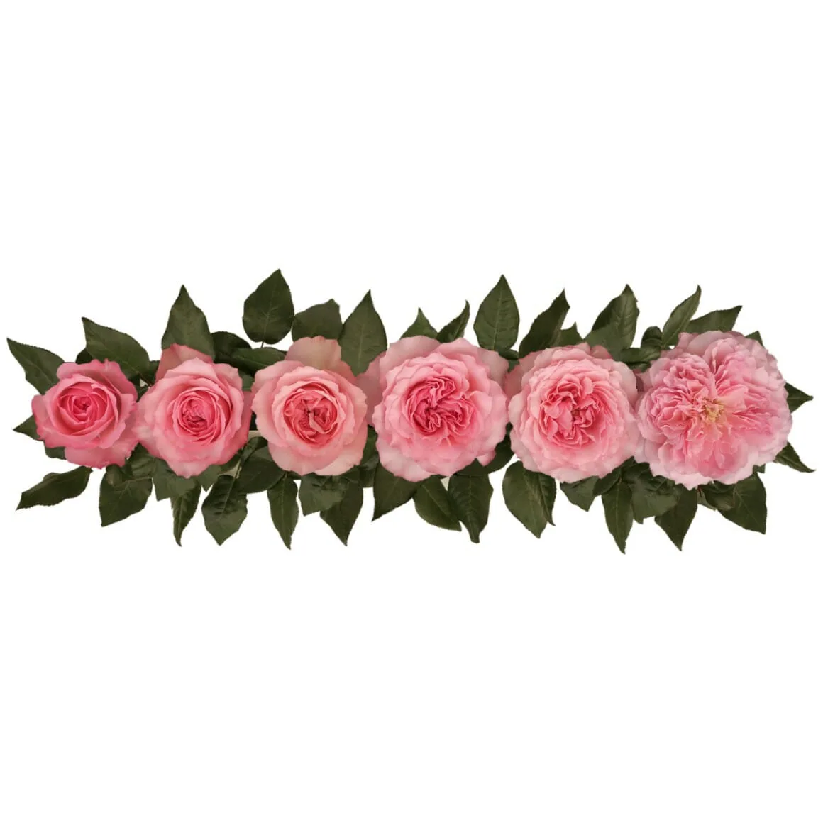 Роза садовая розовая Майра Роуз (00207)