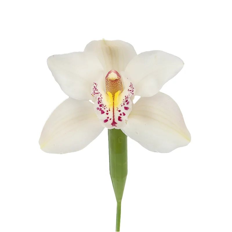 Орхидея Цимбидиум белая (00029)