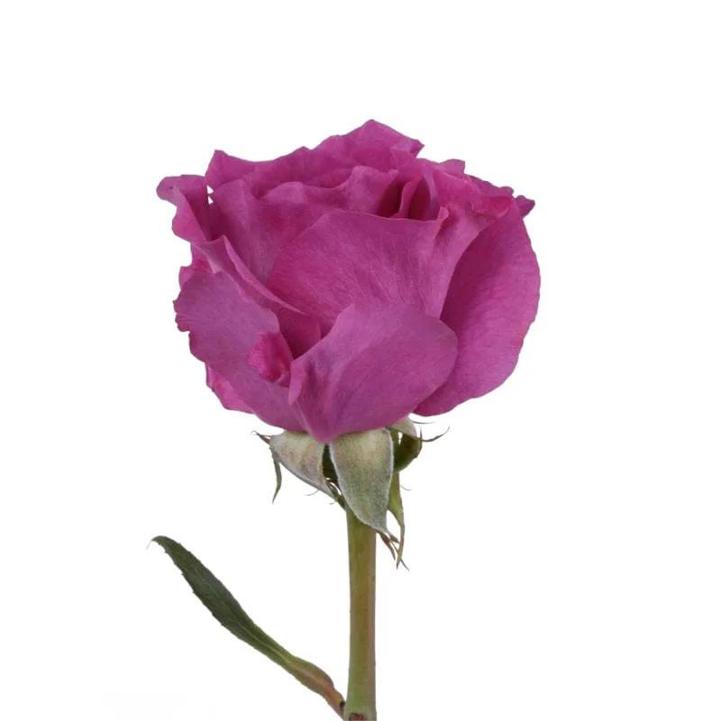 Роза садовая фиолетовая Мами Блю (00338)