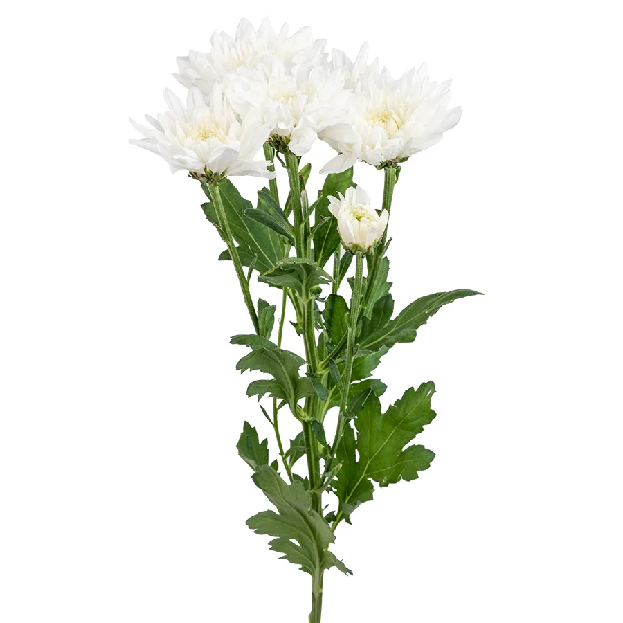 Хризантема кустовая белая Зембла (00964)