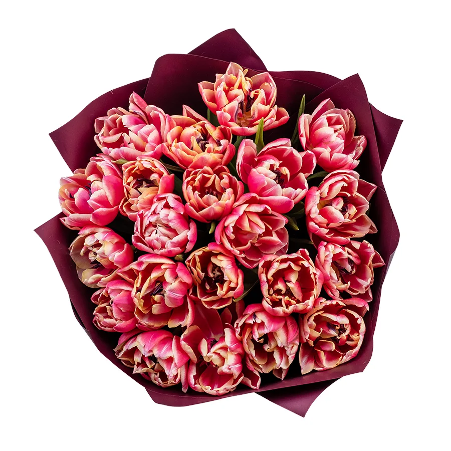 Букет из 21 красно-розового с белой каймой махрового тюльпана Колумбус (02204)