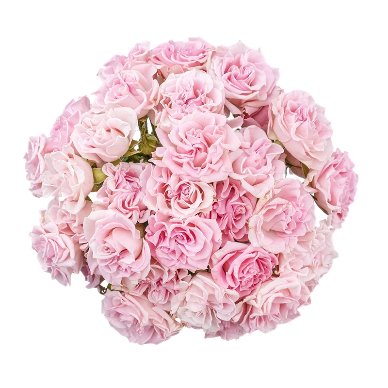 Букет из 13 розовых кустовых роз Свит Флоу (02119)