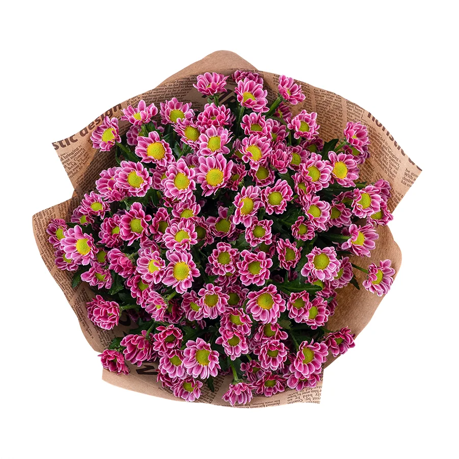 Букет из 13 пурпурных кустовых хризантем Сантини Любовь (02867)