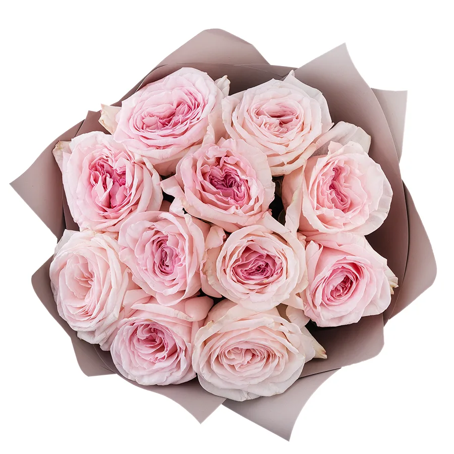 Букет из 11 ароматных розовых садовых роз Пинк О’Хара в упаковке (02796)