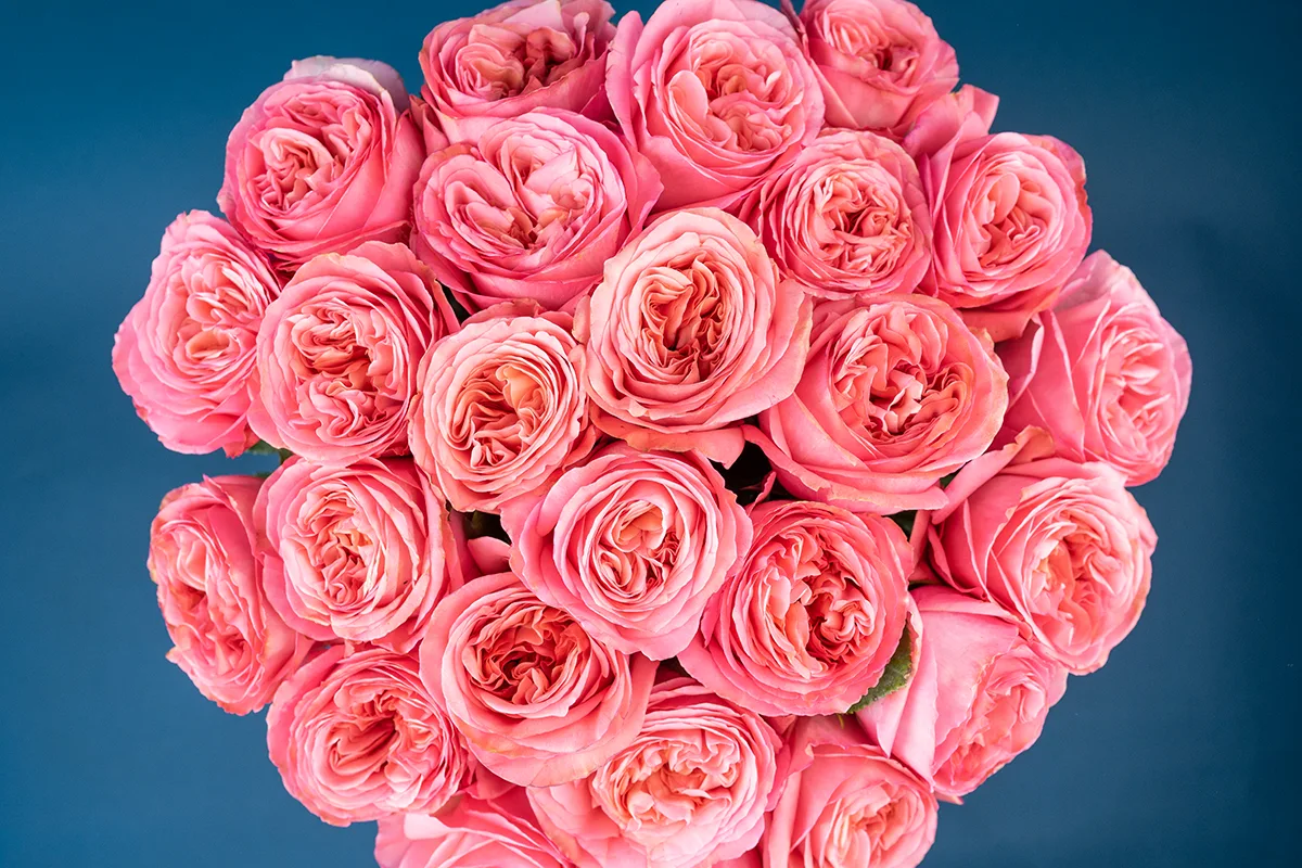 Букет из 25 ярко-розовых пионовидных роз Пинк Экспрешн (01322)