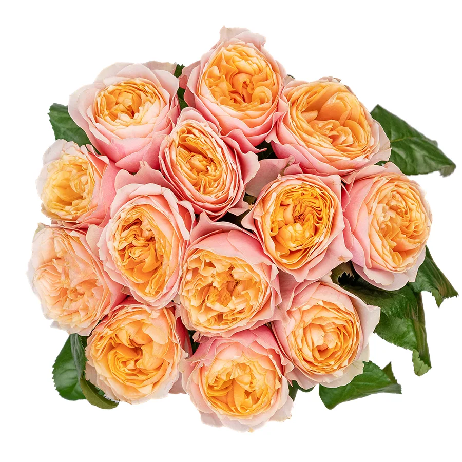 Букет из 13 персиковых пионовидных роз Вувузела (02581)