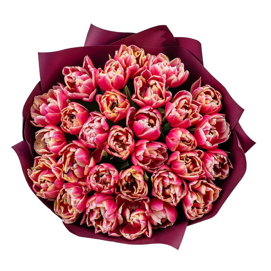 Букет из 29 красно-розовых с белой каймой махровых тюльпанов Колумбус (02200)