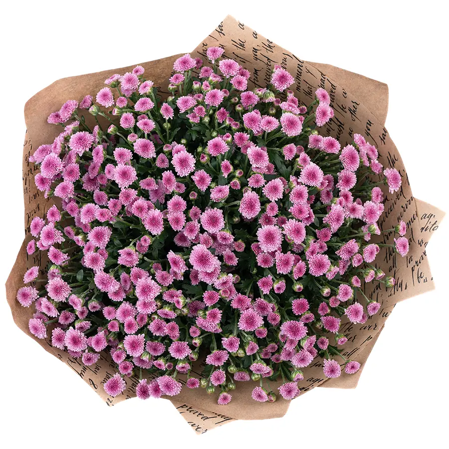 Букет из 19 тёмно-розовых кустовых хризантем Сантини Мадиба Пинк Тёло (02703)