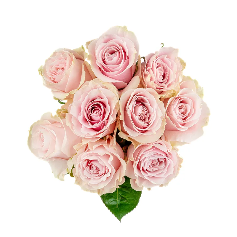 Букет из 9 розово-кремовых роз Пинк Мондиаль (01565)