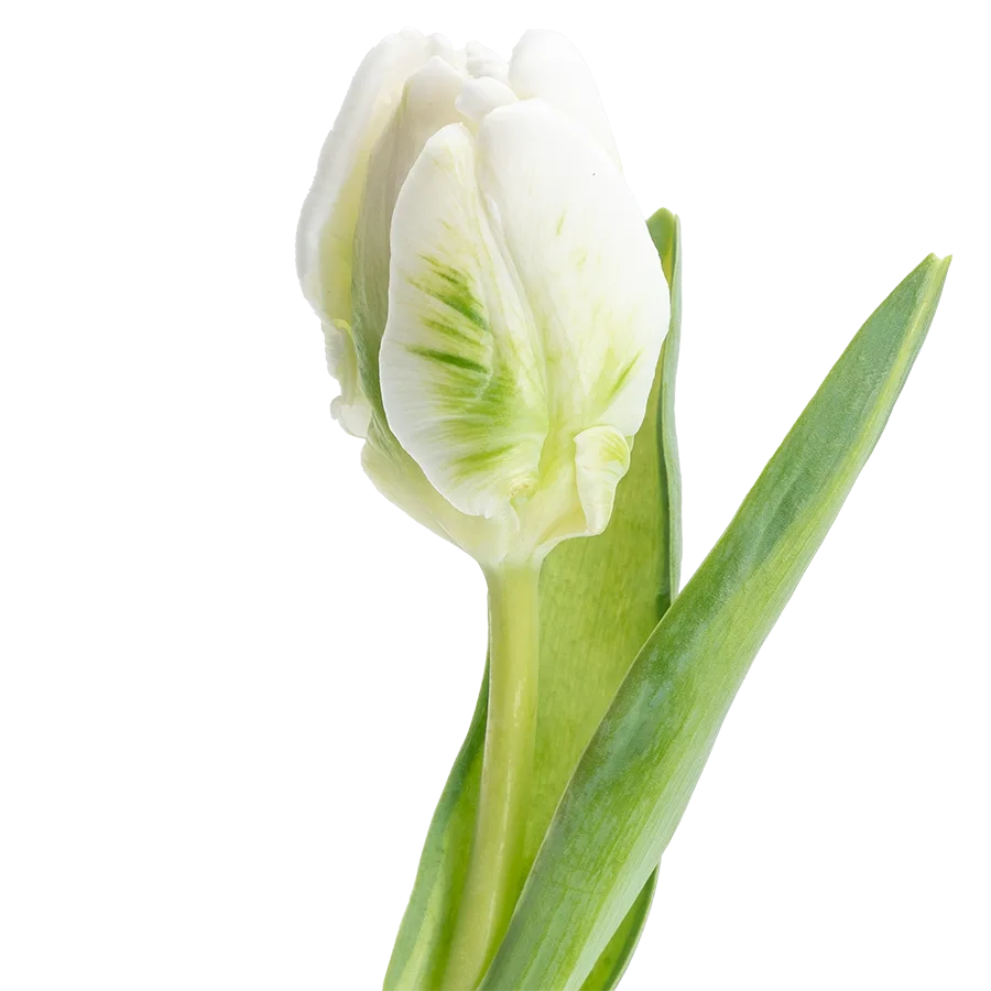 Тюльпан попугайный белый с зелёным Супер Пэррот 38 см (00153)