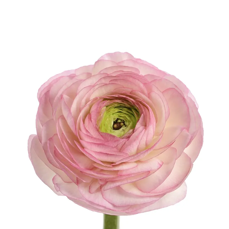 Ранункулюс белый с розовым Клуни Фелисидад (00132)