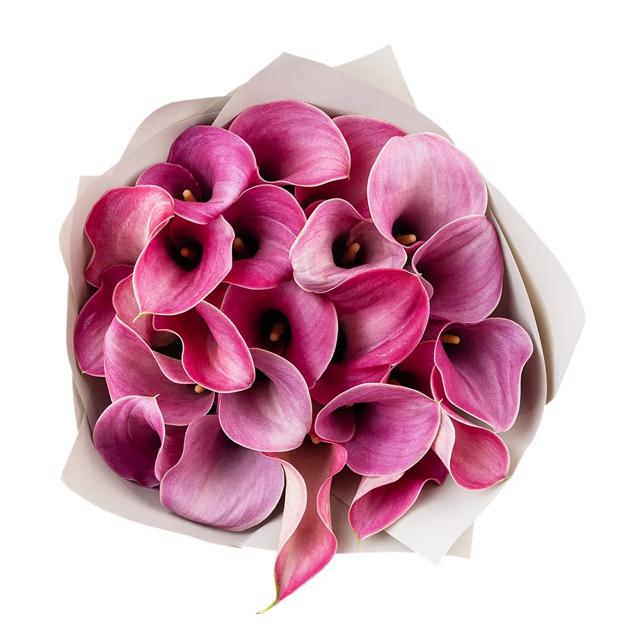 Букет из 21 розово-лиловой каллы Капитан Романс (02883)