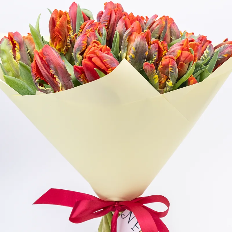 Букет из 25 красных попугайных тюльпанов Пэррот Рококо (01988)