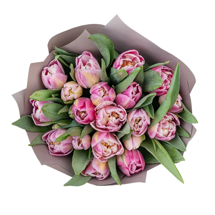 Букет из 19 бело-розовых махровых тюльпанов Бриндизи (03055)