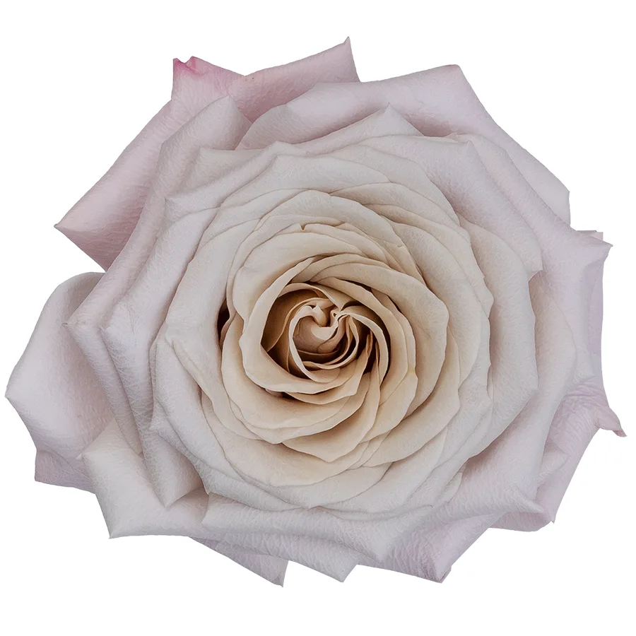 Роза садовая серебристо-лавандовая Мента (00282)