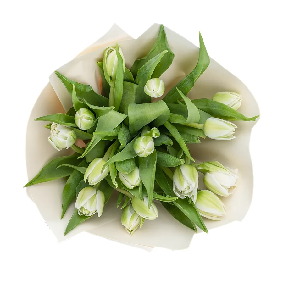 Букет из 15 белых махровых тюльпанов Вайт Херт (02466)