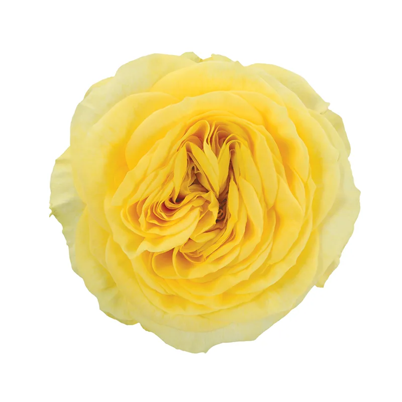 Роза садовая жёлтая Лемон Помпон (00274)