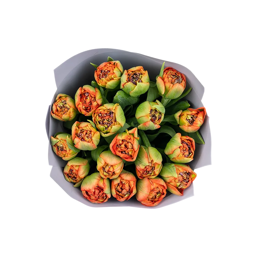 Букет из 19 кораллово-красных махровых тюльпанов Женева (01896)