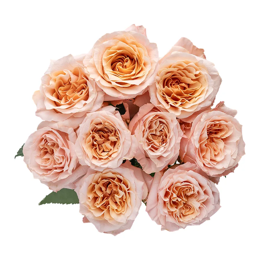 Букет из 9 розово-персиковых садовых роз Шиммер (03192)