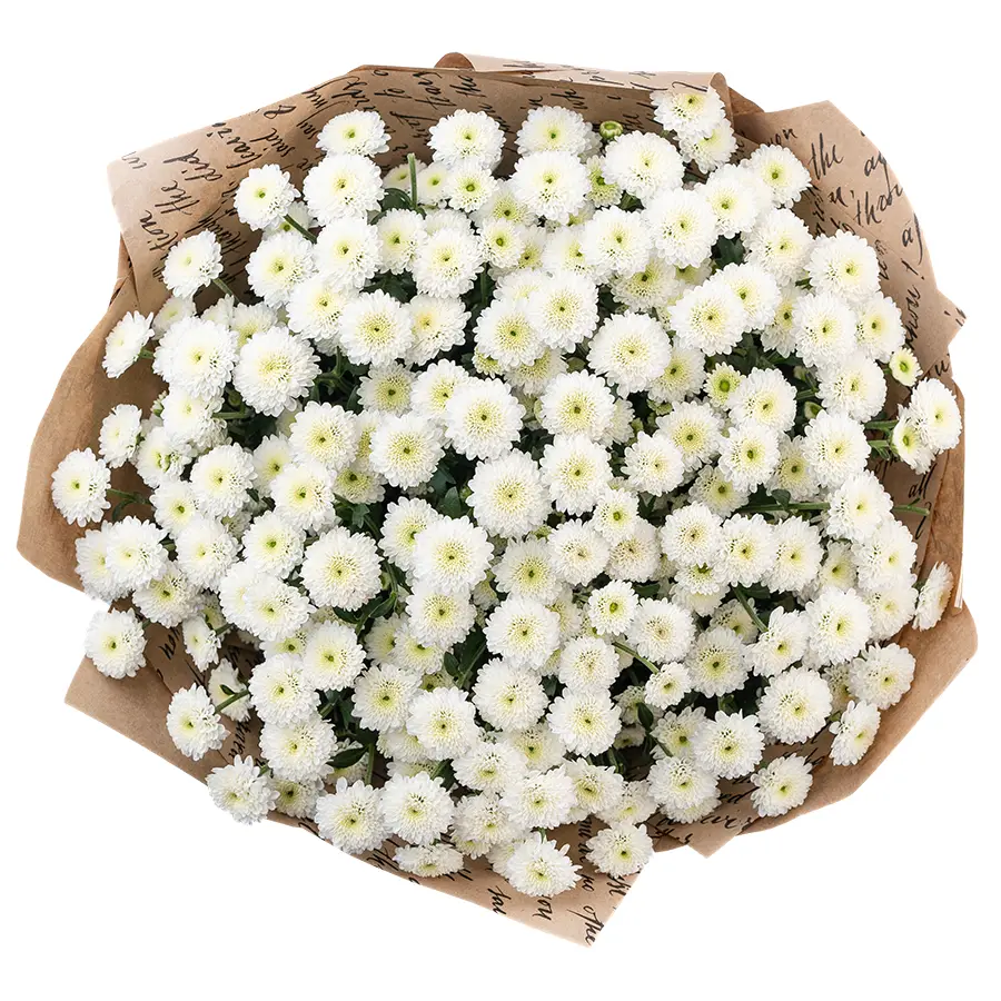 Букет из 21 белой кустовой хризантемы Сантини Калимеро Сноу (02686)
