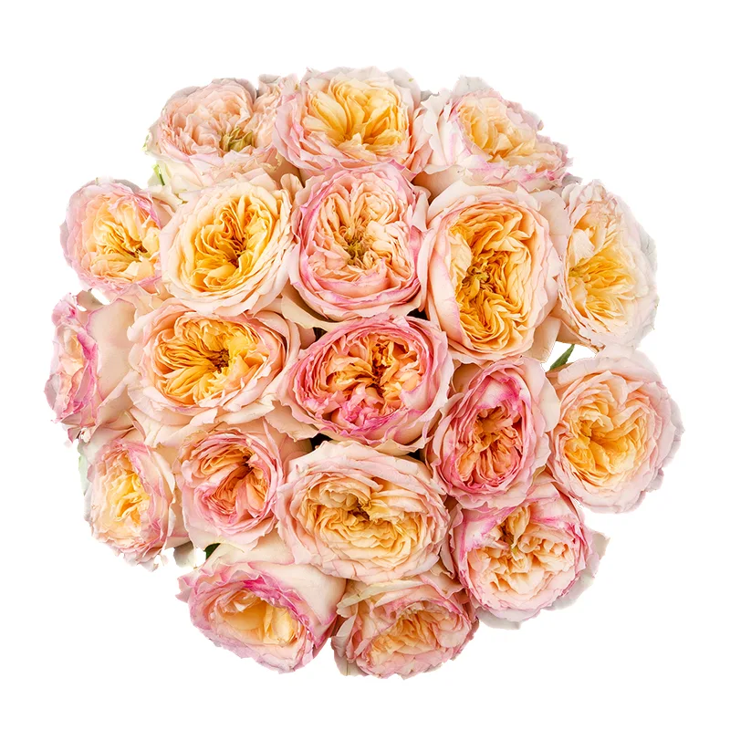 Букет из 19 кремово-розовых пионовидных роз Флешбек Саммерхаус (01420)