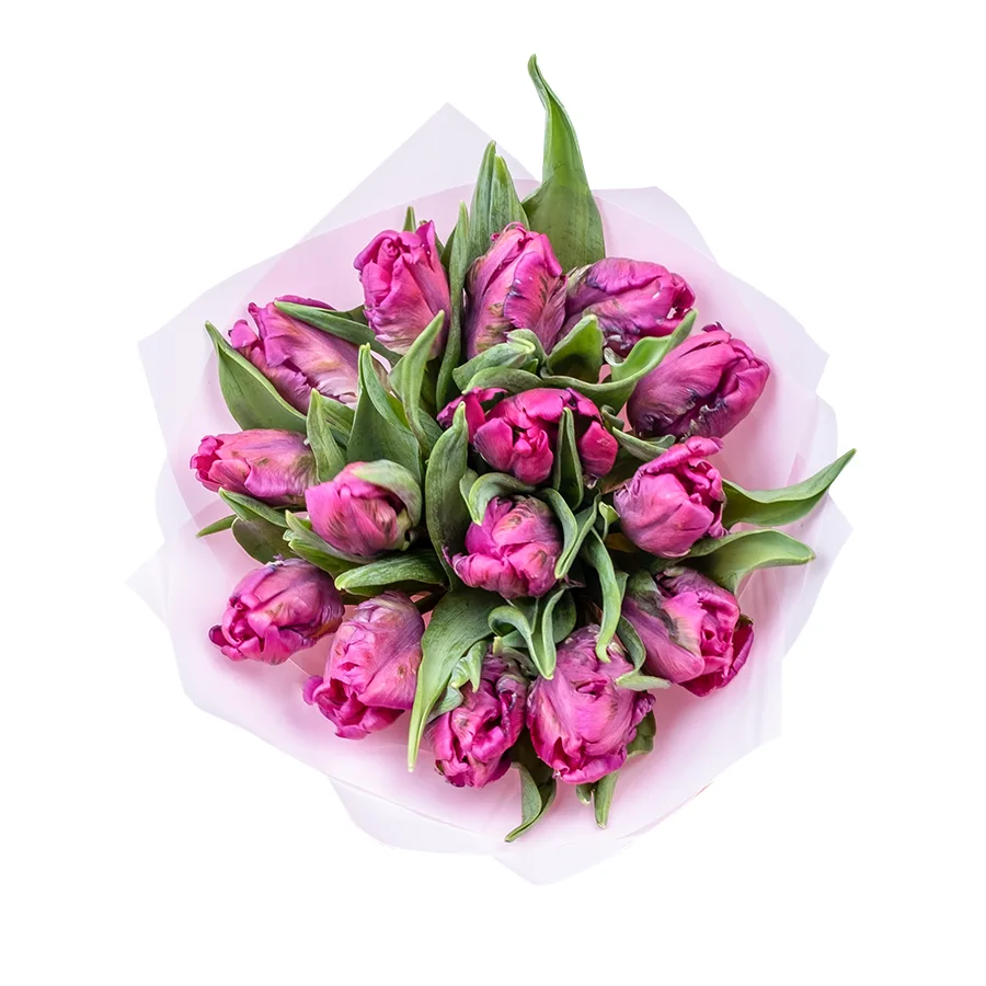 Букет из 15 фиолетовых попугайных тюльпанов Принц Пэррот (02189)