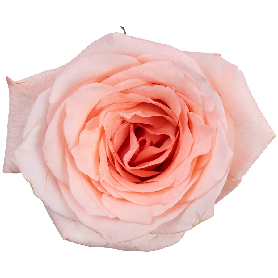 Роза светло-розовая Энгейджмент 60 см