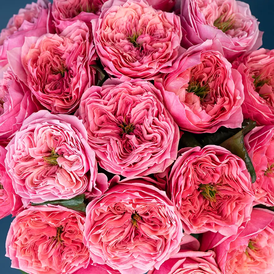 Букет из 19 ярко-розовых пионовидных роз Риджентс Парк (02693)