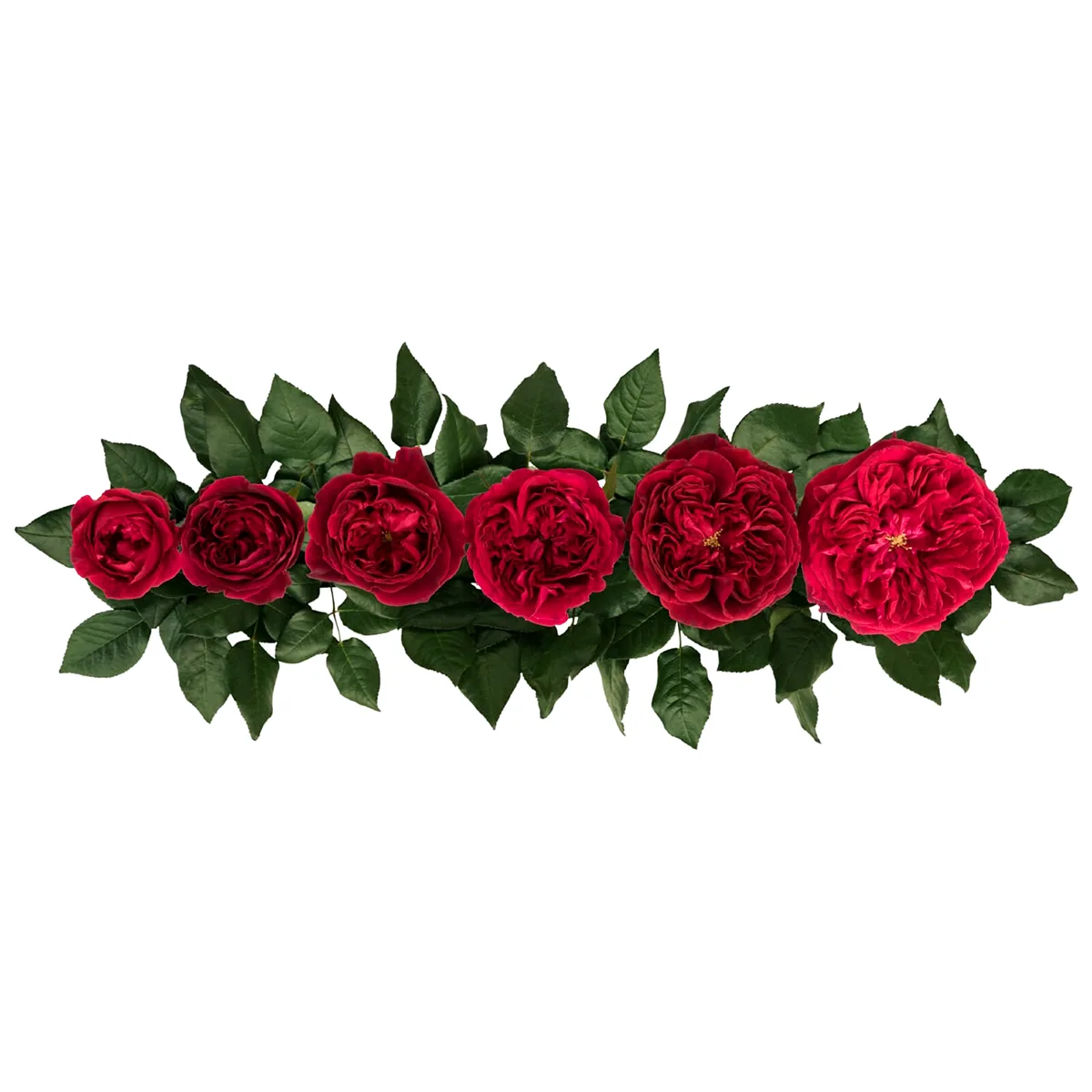 Роза садовая красная Дэвида Остина Тесс (00240)