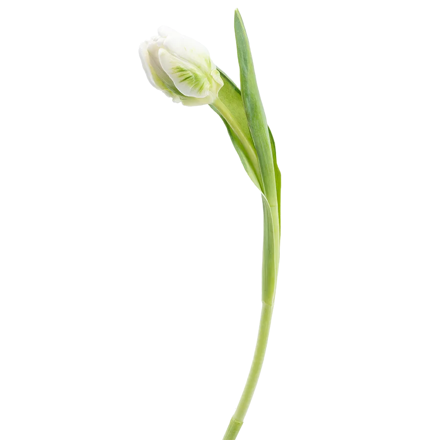 Тюльпан попугайный белый с зелёным Супер Пэррот 38 см (00153)
