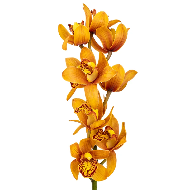 Орхидея Цимбидиум оранжевая ветка (00538)
