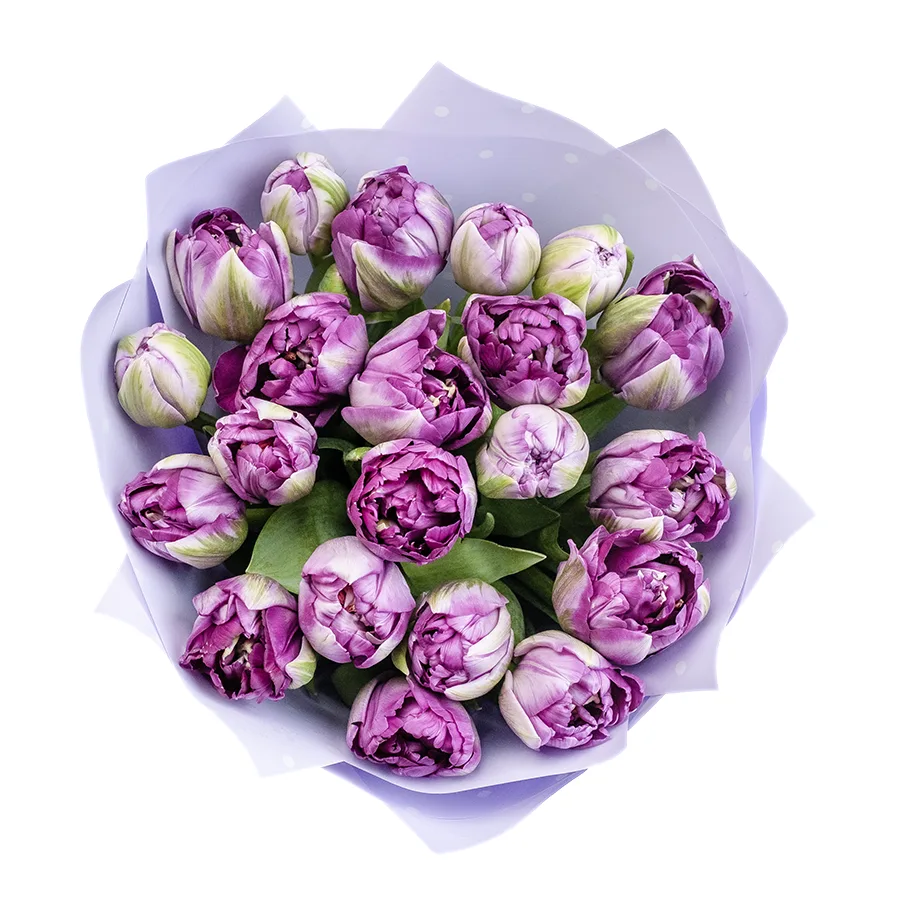 Букет из 21 фиолетового махрового тюльпана Сайгон (02392)