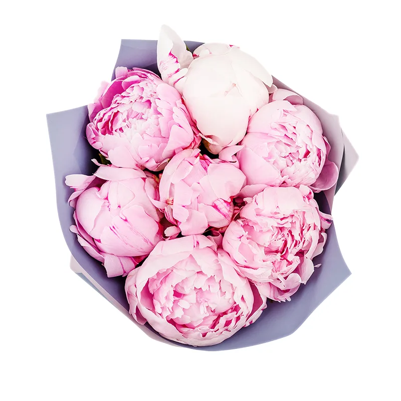 Букет из 7 розовых пионов Сара Бернар (01220)