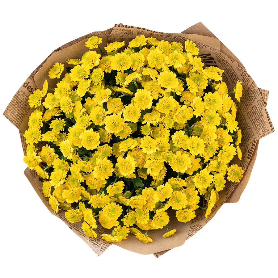 Букет из 23 желтых кустовых хризантем Сантини Сан Ап Санни (02853)