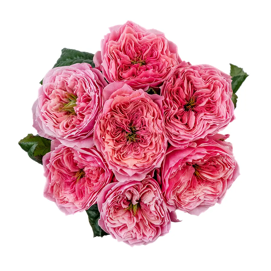 Букет из 7 ярко-розовых пионовидных роз Риджентс Парк (02699)