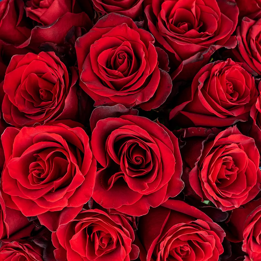 Букет из 25 тёмно-красных роз Эксплорер (01547)