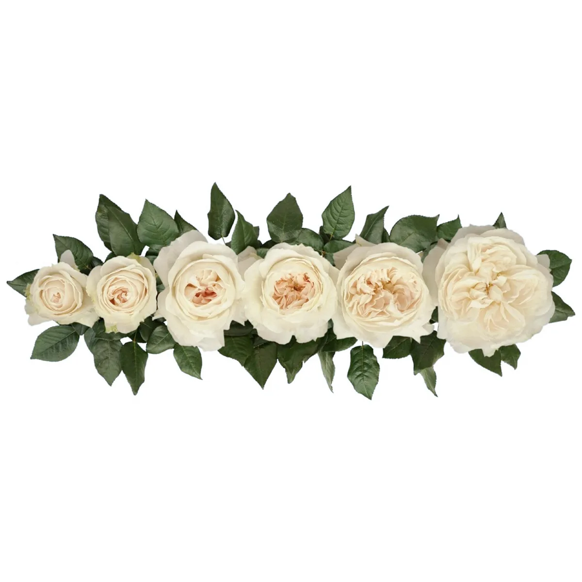 Роза садовая белая Дэвида Остина Пурити (00239)