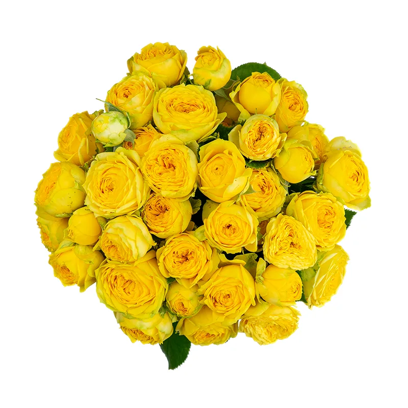 Букет из 15 жёлтых кустовых пионовидных роз Луна Трендсеттер (01702)
