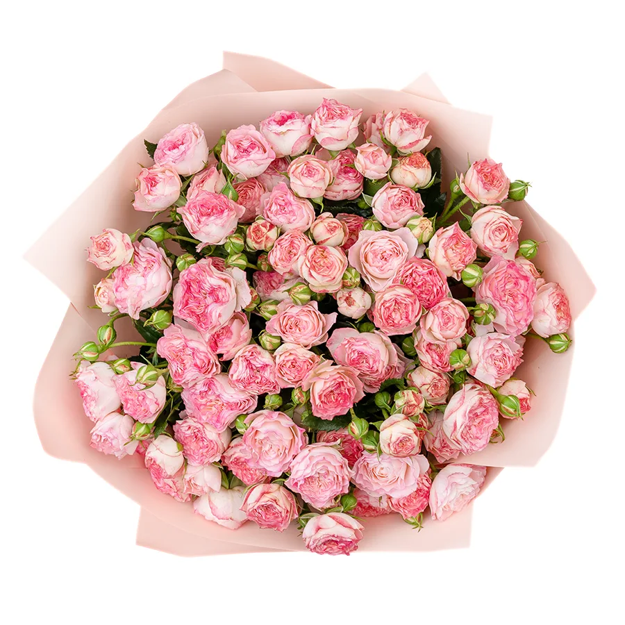 Букет из 17 нежно-розовых с яркими краями кустовых роз Свит Старс (02599)