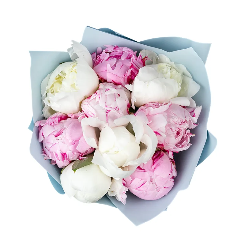 Букет из 9 розовых и белых пионов (01281)